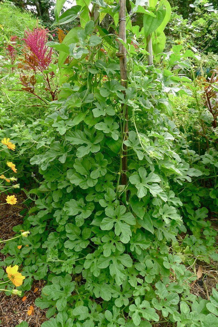 Cucumis anguria Small Sweet Cucumbers Almost Without Effort Jerry ColebyWilliams