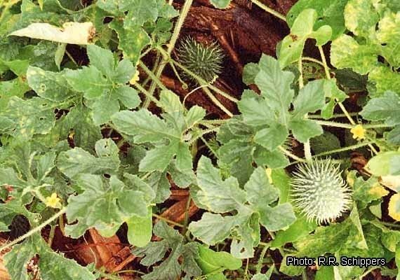 Cucumis anguria Prota 2 VegetablesLgumes Record