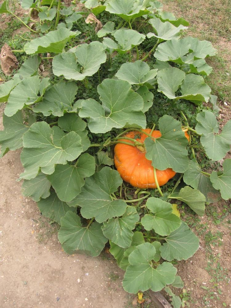 Cucurbita Pumpkin squash gourd and other Cucurbita species Feedipedia