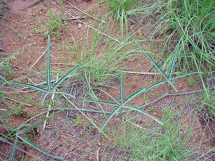 Cucurbita digitata Vascular Plants of the Gila Wilderness Cucurbita digitata