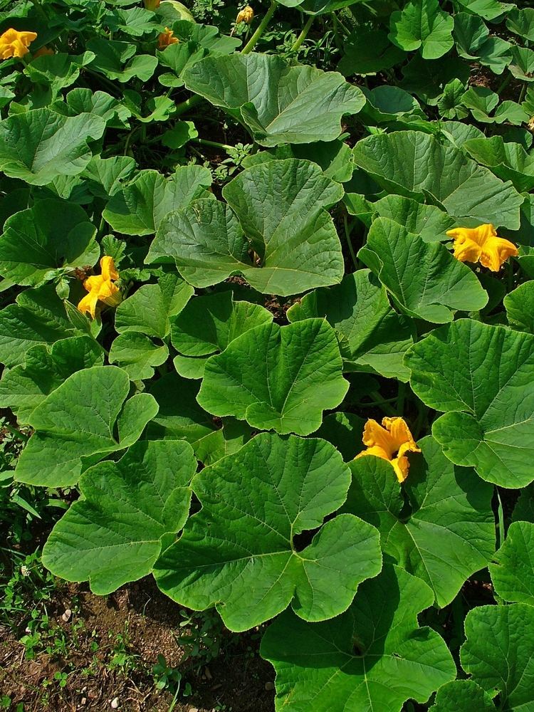 Cucurbita pepo Cucurbita pepo CLIMBERS