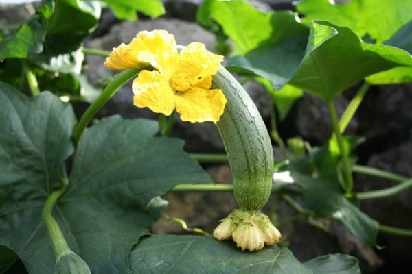 A Silk Squash or Ribbed Loofah with yellow flowers, belongs to the family Cucurbitaceae.