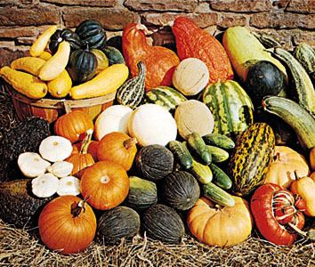 Different kinds of vegetables belong to the family Cucurbitaceae.