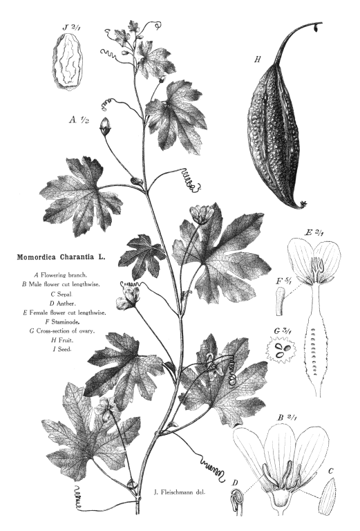 Poster showing the different parts of a bitter gourd (Momordica charantia), belongs to the family Cucurbitaceae.
