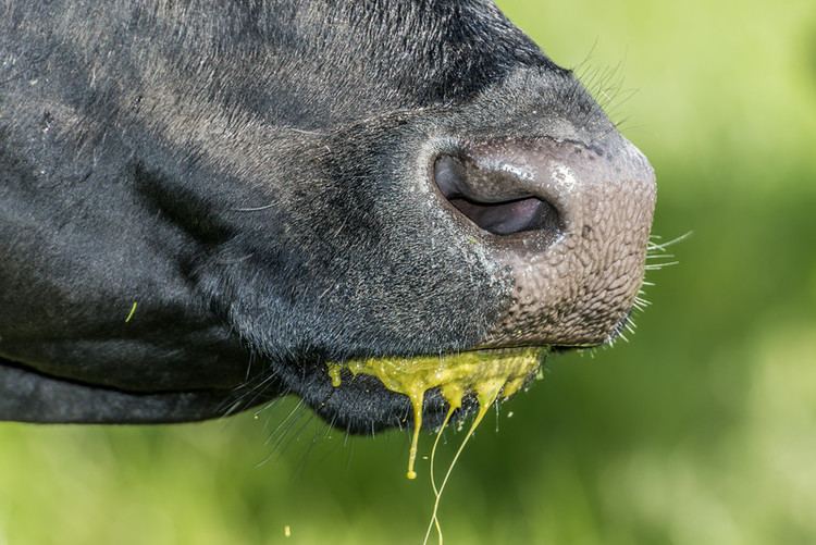Does Goat Chew Cud Why Do Goats Chew Cud Solved WXRAKX