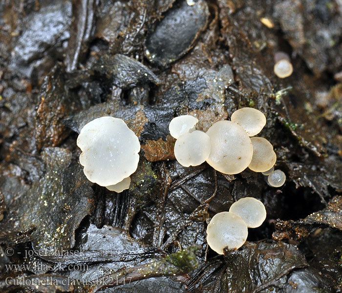 Cudoniella Spring Pin Cudoniella clavus