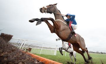 Cue Card (horse) Injured Cue Card out of Cheltenham Festival Horse Racing News