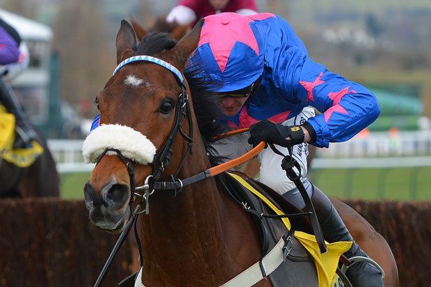 Cue Card (horse) Horse Racing Card is ace bet Horse Racing Tips and Horse Racing News
