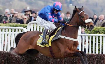 Cue Card (horse) Cue Card to miss Cheltenham for second year running Horse Racing