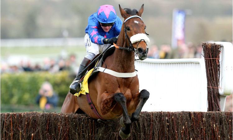 Cue Card (horse) New moves could prompt Cue Card Bookiescom