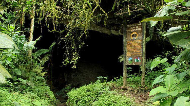 Cueva de los Guácharos Cueva de los Gucharos National Natural Park Parques Nacionales