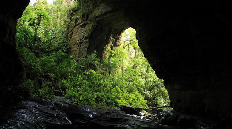 Cueva de los Guácharos wwwparquesnacionalesgovcoportalwpcontentupl