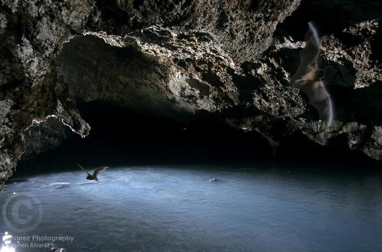 Cueva de Villa Luz Alvarez Photography Print and Stock Bats fly through the toxic air