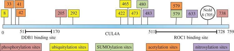 CUL4A CUL4A ubiquitin ligase a promising drug target for cancer and other