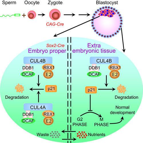 CUL4A Cell Research Figure 1 for article CUL4B ubiquitin ligase in