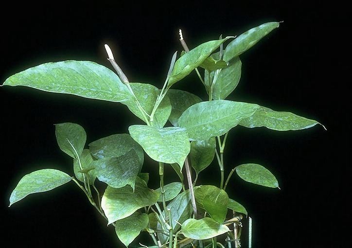 Culcasia Araceae CATE Araceae