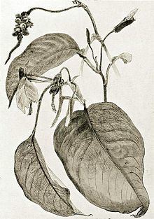 Culcasia scandens httpsuploadwikimediaorgwikipediacommonsthu