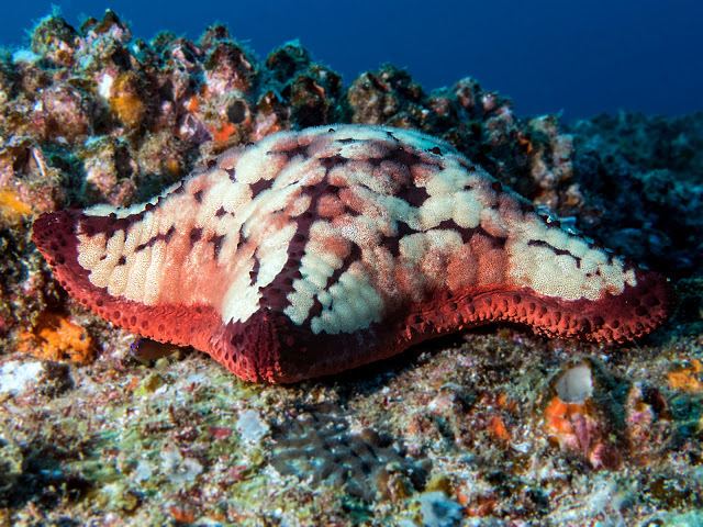 Culcita coriacea