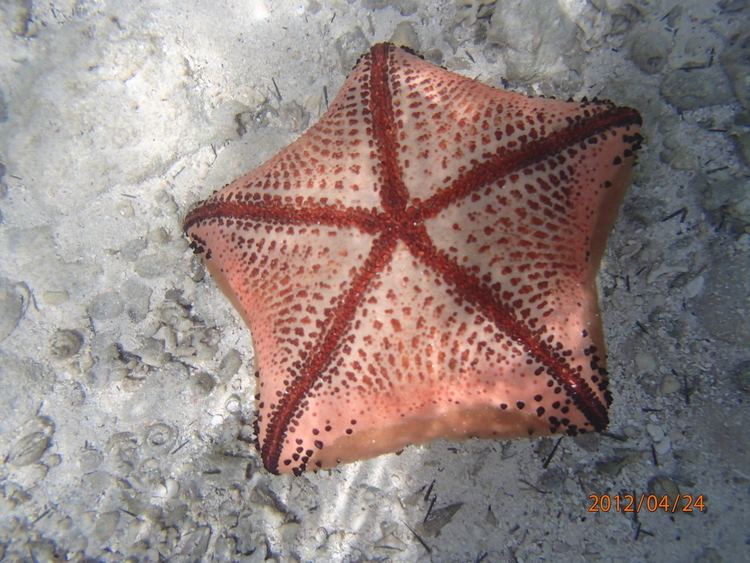 Culcita (echinoderm) Cushion starfish Culcita schmideliana Sand and Shells Kenyan