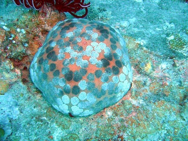 Culcita novaeguineae Anders Poulsen39s Dive Page Underwater Pictures Sea Stars