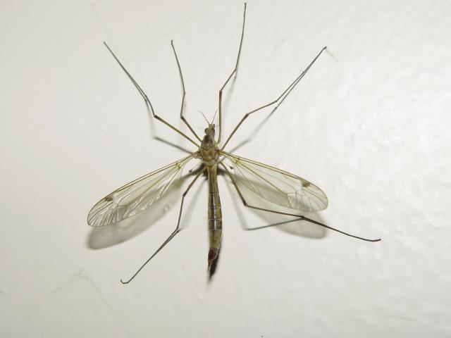 Culex modestus Mosquito with the potential to transmit West Nile virus found in