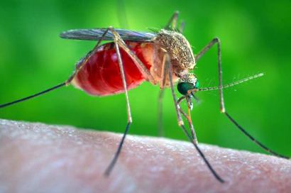 Culex quinquefasciatus Study Suggests Culex Mosquitoes Are Unable to Transmit Zika in the