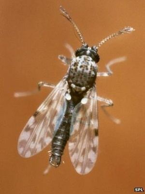 Culicoides Culicoides spp Cow