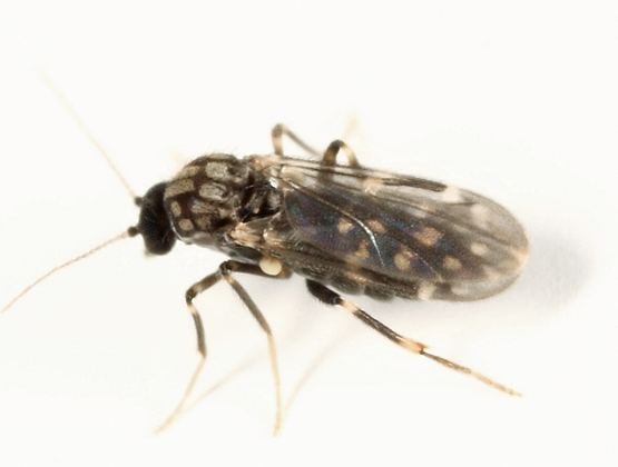 Culicoides Biting Midge Culicoides villosipennis BugGuideNet