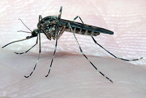 Culiseta Mosquitoes Culicidae and Midges Ceratopogonidae identification