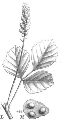 Cullen (plant) httpsuploadwikimediaorgwikipediacommonsthu