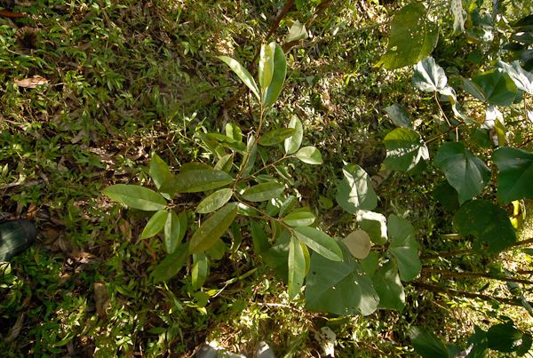 Cullenia Anamalais Plant Database Nature Conservation Foundation