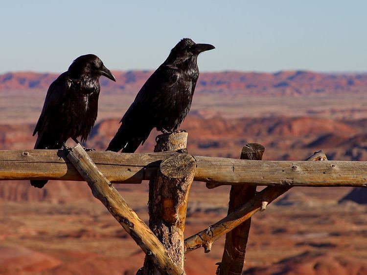 Cultural depictions of ravens