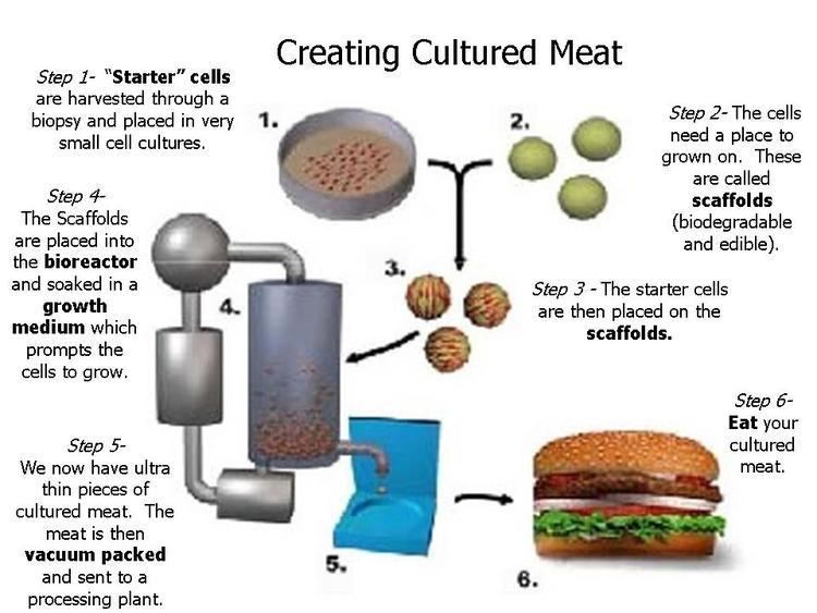 Process of Creating Cultured meat