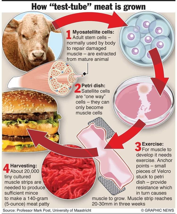 Process of how "test-tube" meat is grown