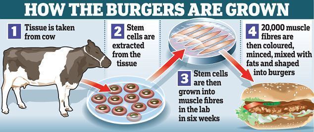 Process of making burgers from the cow's tissue