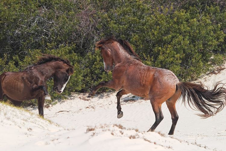 Cumberland Island horse 1000 images about American Cumberland Island Horses on Pinterest
