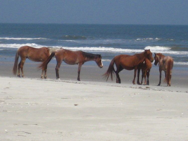 Cumberland Island horse Cumberland Island horse Wikipedia