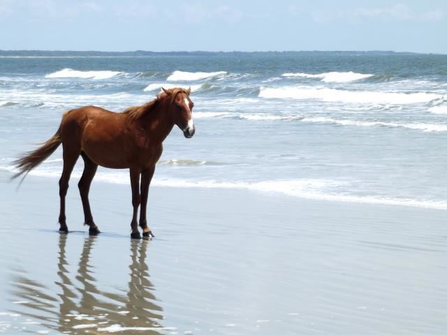 Cumberland Island horse Cumberland Island Horse Info Origin History Pictures Horse