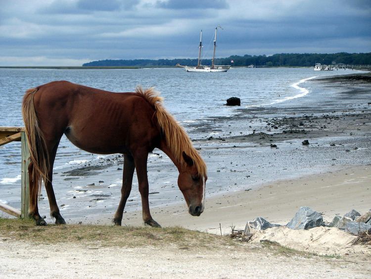 Cumberland Island horse Cumberland Island Horse Info Origin History Pictures Horse