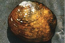 Cumberland monkeyface pearly mussel httpsuploadwikimediaorgwikipediacommonsthu