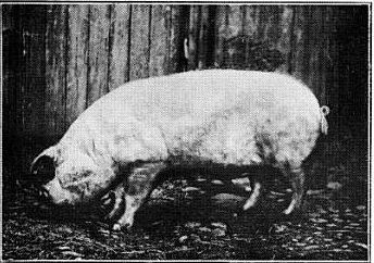 Cumberland pig httpsuploadwikimediaorgwikipediaen333Cum