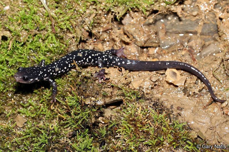 Cumberland Plateau salamander Cumberland Plateau Salamander Plethodon kentucki