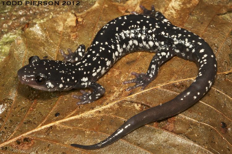 Cumberland Plateau salamander CalPhotos Plethodon kentucki Cumberland Plateau Salamander