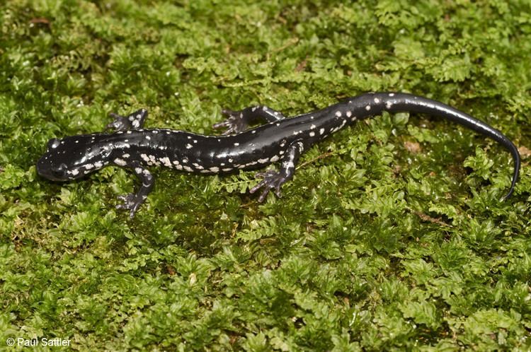 Cumberland Plateau salamander Cumberland Plateau Salamander