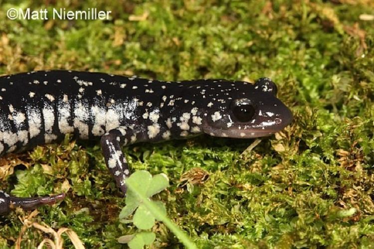 Cumberland Plateau salamander wwwtnwatchablewildlifeorgproductimages11050621