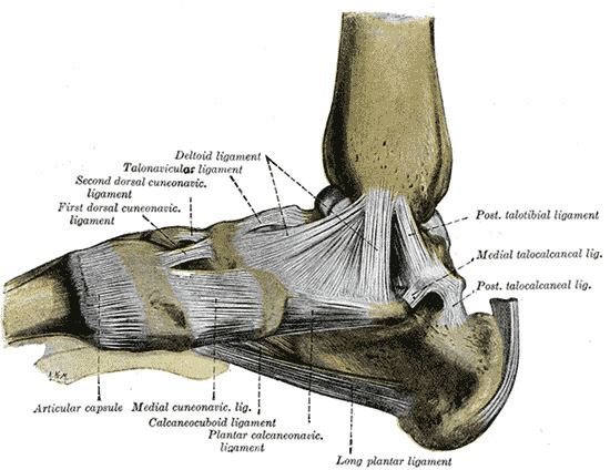 Cuneonavicular joint