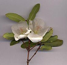 Cunoniaceae httpsuploadwikimediaorgwikipediacommonsthu