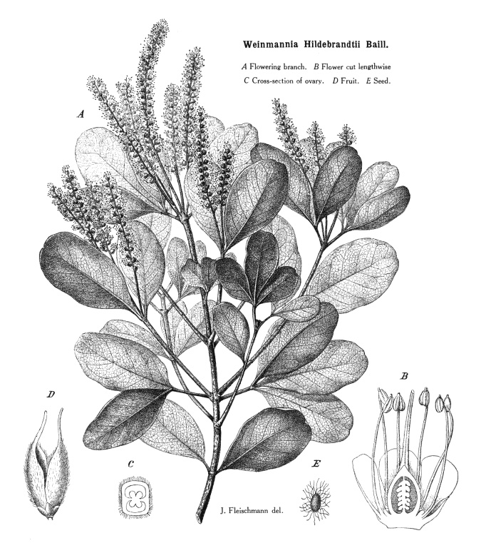 Cunoniaceae Angiosperm families Cunoniaceae R Br