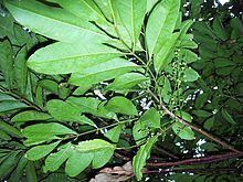 Cupaniopsis baileyana httpsuploadwikimediaorgwikipediacommonsthu