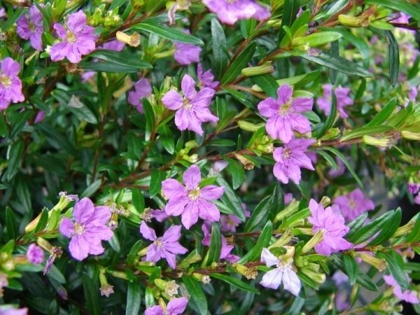 Cuphea Cuphea hyssopifolia Plantinfo EVERYTHING and ANYTHING about